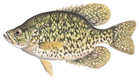 OFAH TackleShare - Black Crappie Fact Sheet