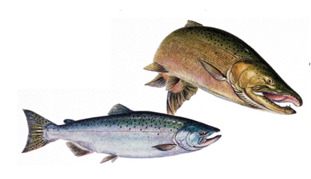 OFAH TackleShare - Chinook Salmon Fact Sheet