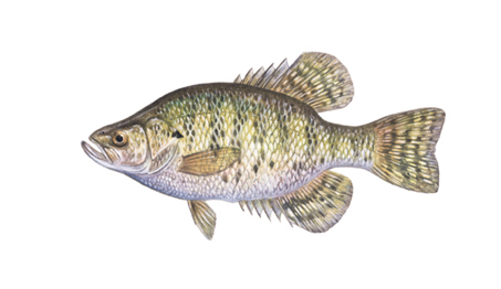 OFAH TackleShare - White Crappie Fact Sheet