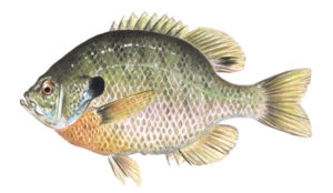 OFAH TackleShare - Bluegill Fact Sheet