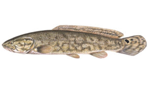 OFAH TackleShare - Bowfin Fact Sheet