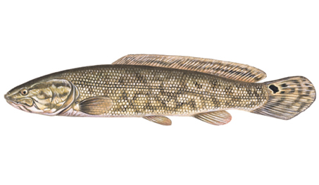 OFAH TackleShare - Bowfin Fact Sheet