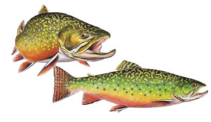 OFAH TackleShare -Brook Trout Fact Sheet