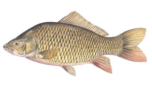 OFAH TackleShare - Common Carp Fact Sheet