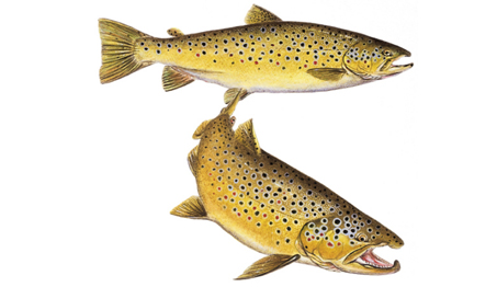 OFAH TackleShare - Brown Trout Fact Sheet
