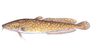 OFAH TackleShare - Burbot Fact Sheet