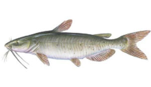 OFAH TackleShare - Channel Catfish Fact Sheet