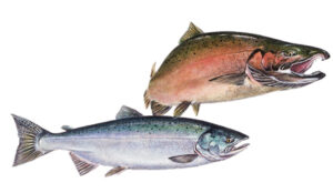 OFAH TackleShare - Coho Salmon Fact Sheet