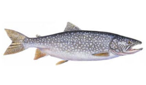 OFAH TackleShare - Lake Trout Fact Sheet