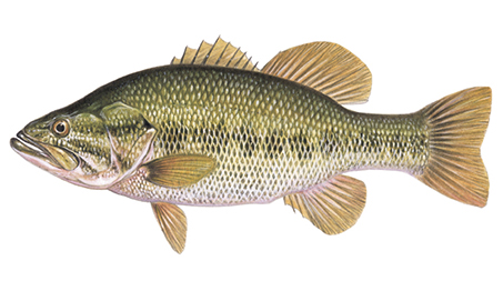 OFAH TackleShare - Largemouth Bass Fact Sheet