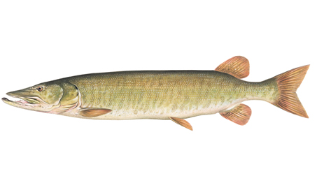 OFAH TackleShare - Muskellunge Fact Sheet