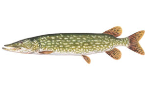 OFAH TackleShare - Northern Pike Fact Sheet