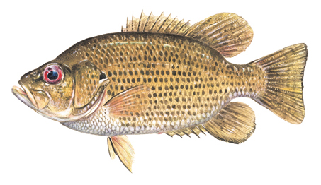 OFAH TackleShare - Rock Bass Fact Sheet