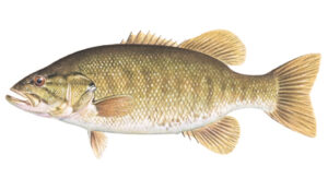 OFAH TackleShare - Smallmouth Bass Fact Sheet