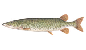 OFAH TackleShare - Tiger Muskellunge Fact Sheet