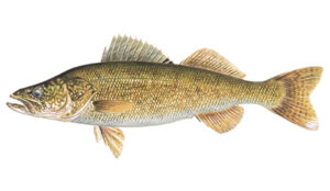 OFAH TackleShare - Walleye Fact Sheet