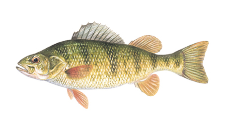 OFAH TackleShare - Yellow Perch Fact Sheet