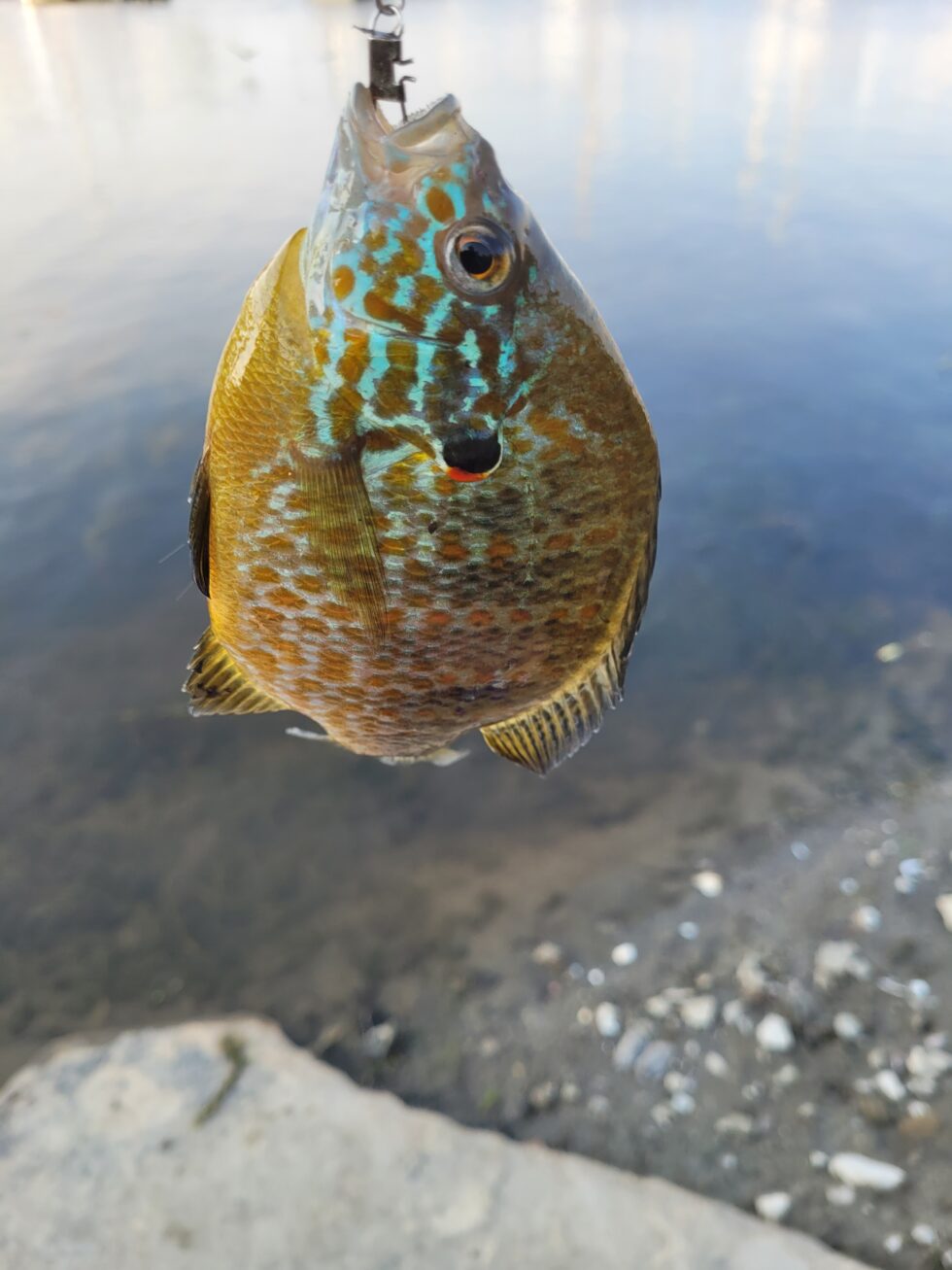 Pumpkinseed on the Ottawa OFAH TackleShare presented by Ontario