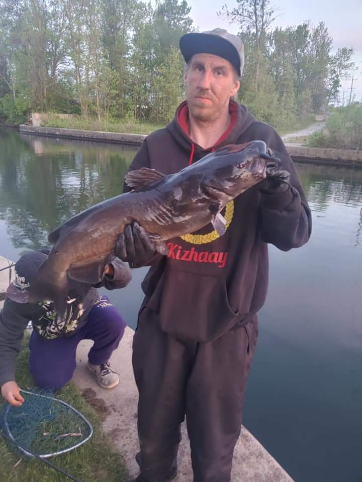 Channel catfish  OFAH TackleShare