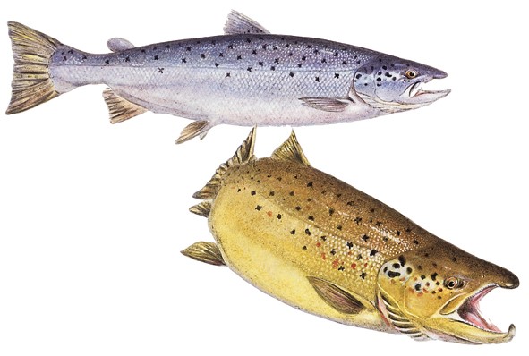 OFAH TackleShare - Coho Salmon Fact Sheet