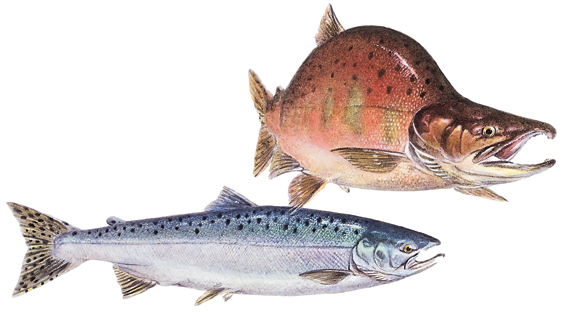 OFAH TackleShare - Coho Salmon Fact Sheet