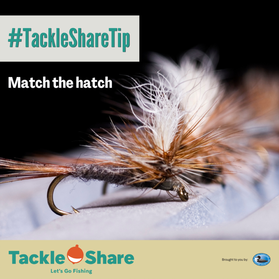 TackleShare Tip | Match the Hatch