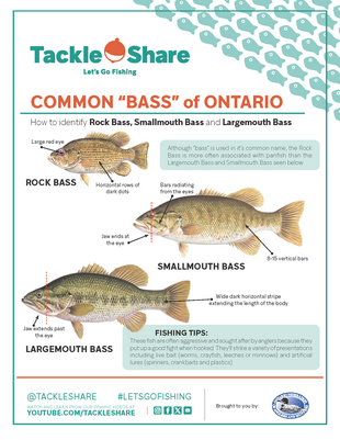Common “Bass” of Ontario