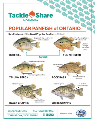 Popular Panfish of Ontario