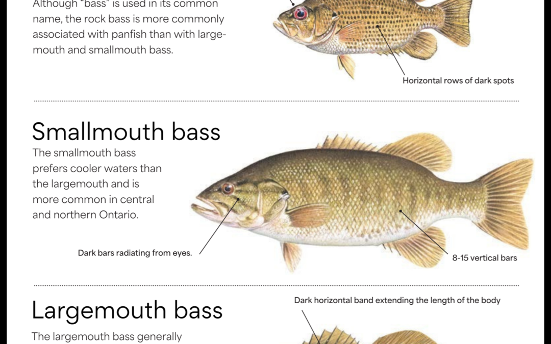 Common “Bass” of Ontario