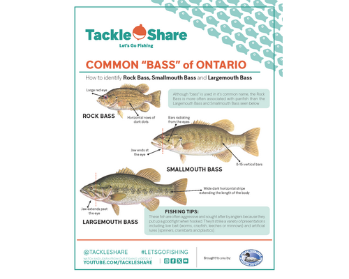 Common “Bass” of Ontario