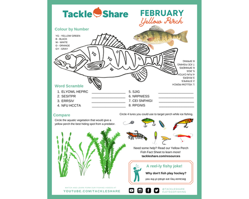 February 2023 – Yellow Perch